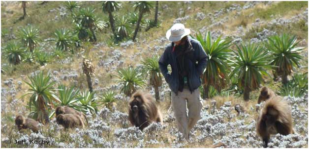 Field researcher with geladas at Guassa, Ethiopia