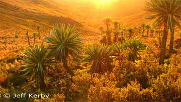 Lobelia valley at sunset