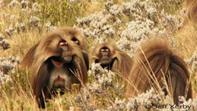 Three males threatening a lone male gelada