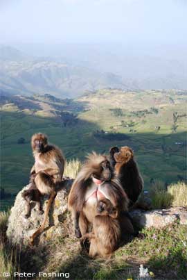 Gelada unit at the cliff edge