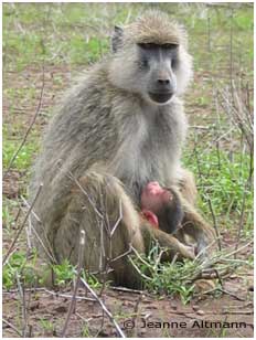 Yellow baboon mother and infant at Ambroseli, Kenya
