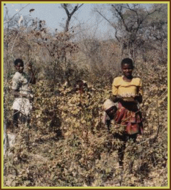 Okavango Harvest