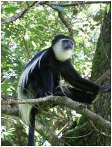 Colobus guereza