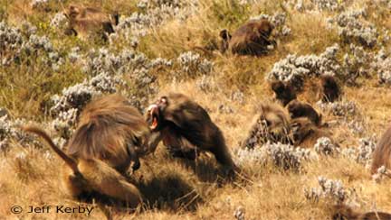 Two gelada males fighting