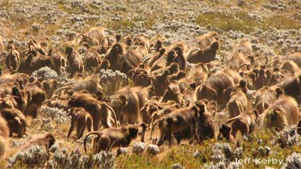 Gelada herd on the move