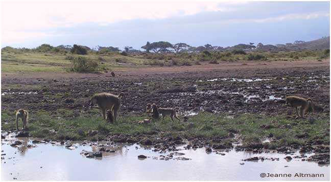 Yellow baboons at water hole in Ambroseli, Kenya