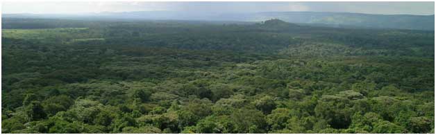 A view out over the Kakamega Forest